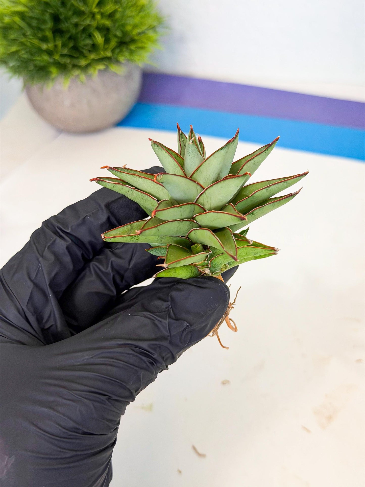 Sansevieria Baby Yoda (ca5) (r) | Dwarf hybrid