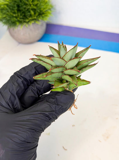 Sansevieria Baby Yoda (ca5) (r) | Dwarf hybrid