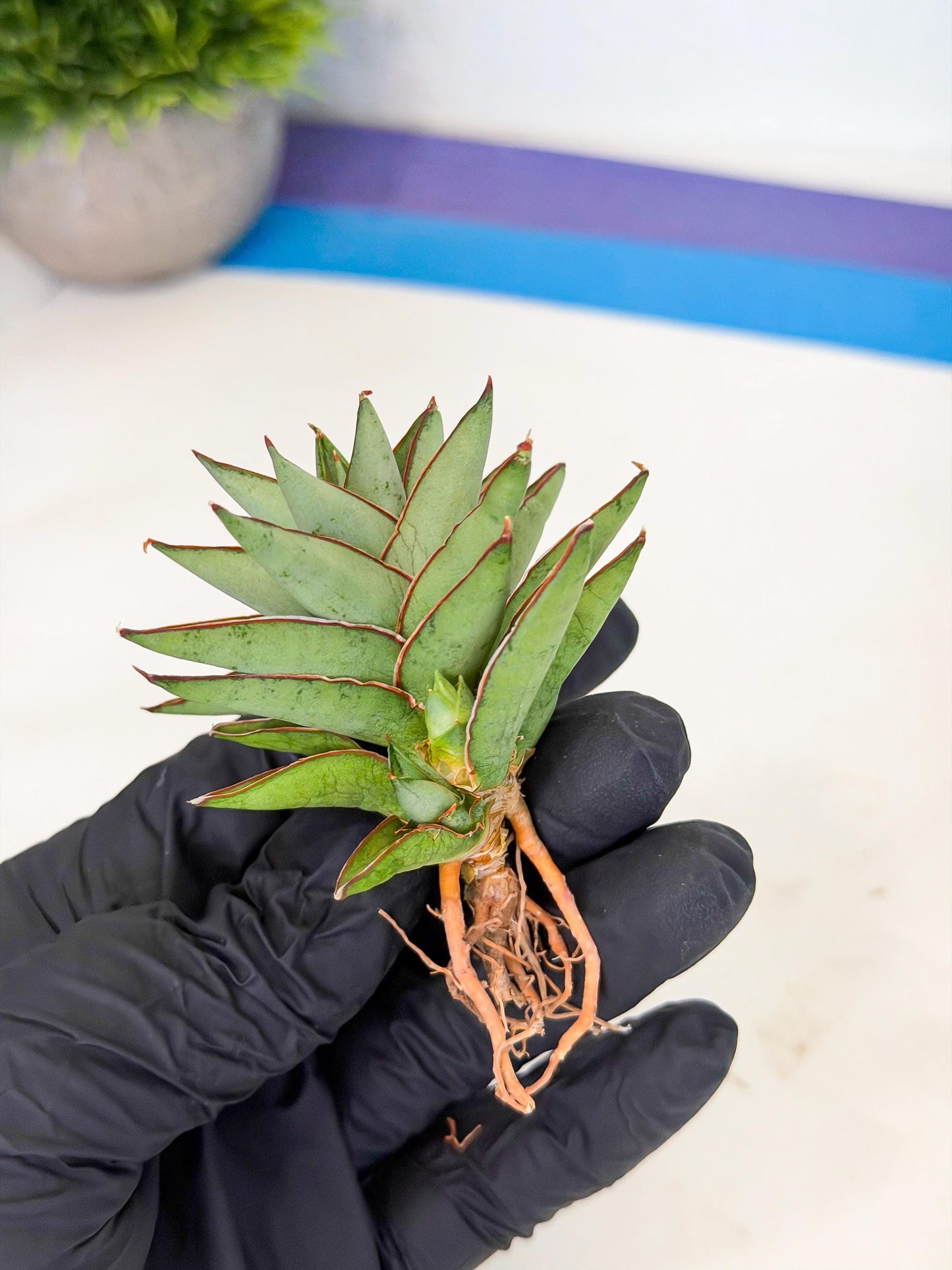 Sansevieria Baby Yoda (ca5) (r) | Dwarf hybrid