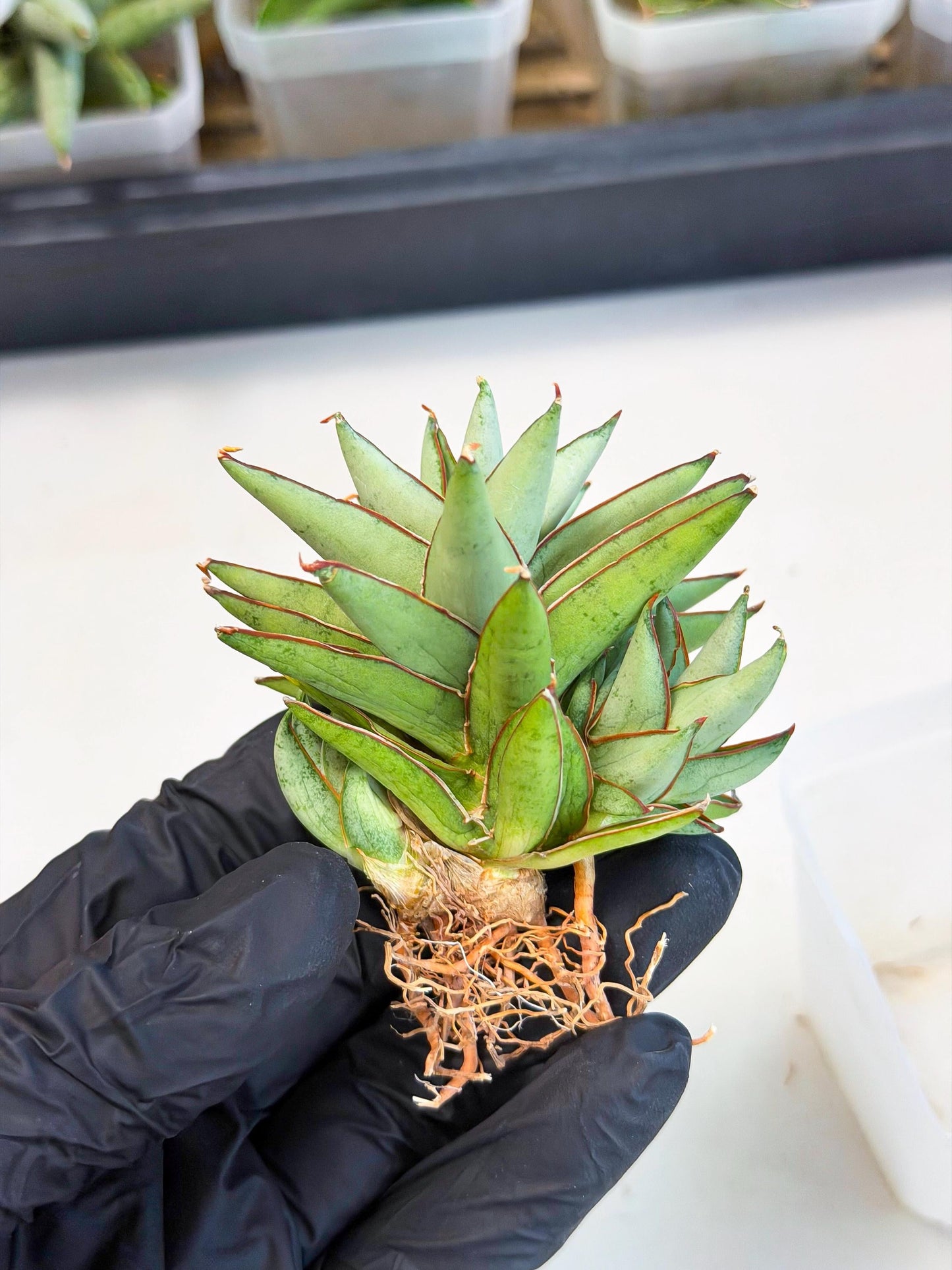 Sansevieria Baby Yoda (ca5) (g) | Dwarf hybrid
