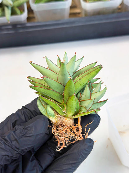 Sansevieria Baby Yoda (ca5) (g) | Dwarf hybrid