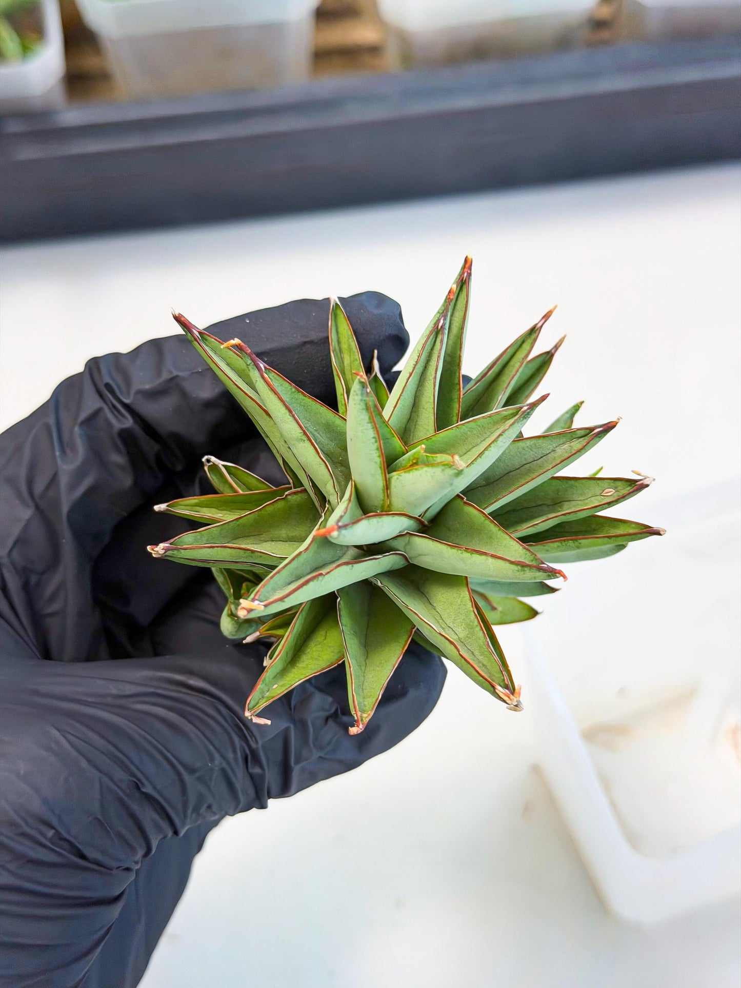 Sansevieria Baby Yoda (ca5) (g) | Dwarf hybrid