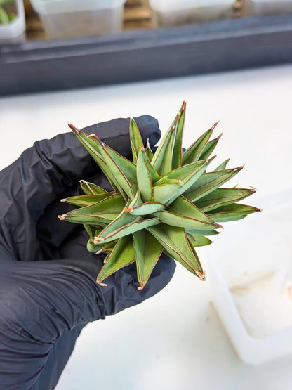 Sansevieria Baby Yoda (ca5) (g) | Dwarf hybrid