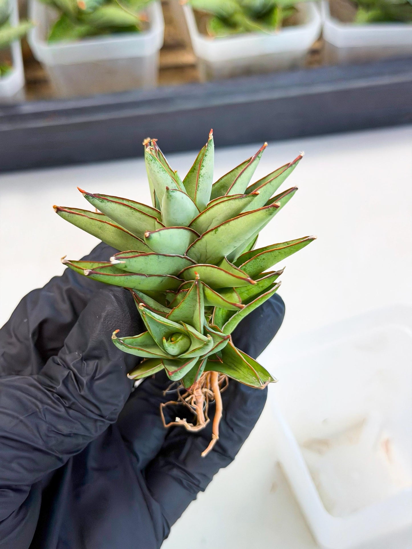Sansevieria Baby Yoda (ca5) (g) | Dwarf hybrid