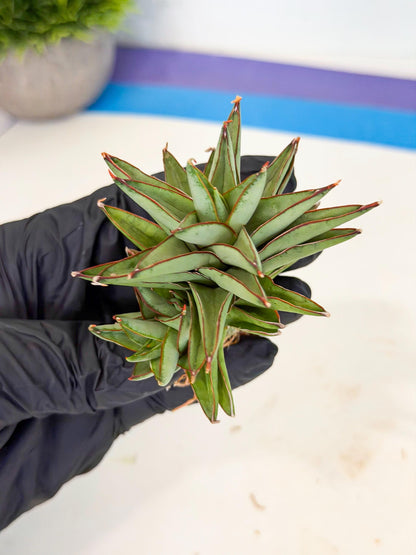 Sansevieria Baby Yoda (ca5) (g) | Dwarf hybrid