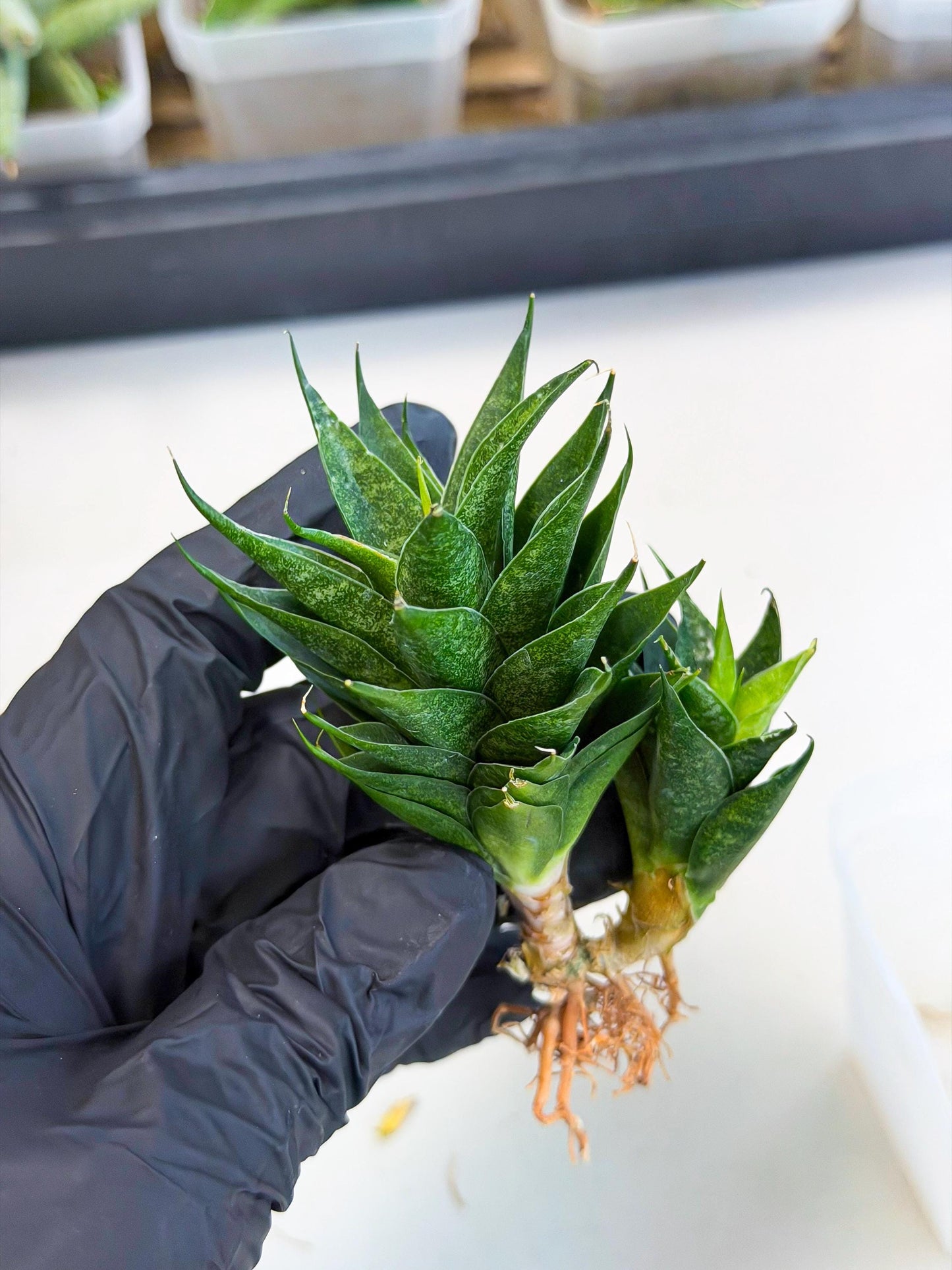 Sansevieria Ryujin (ca5) (y) | Dwarf hybrid
