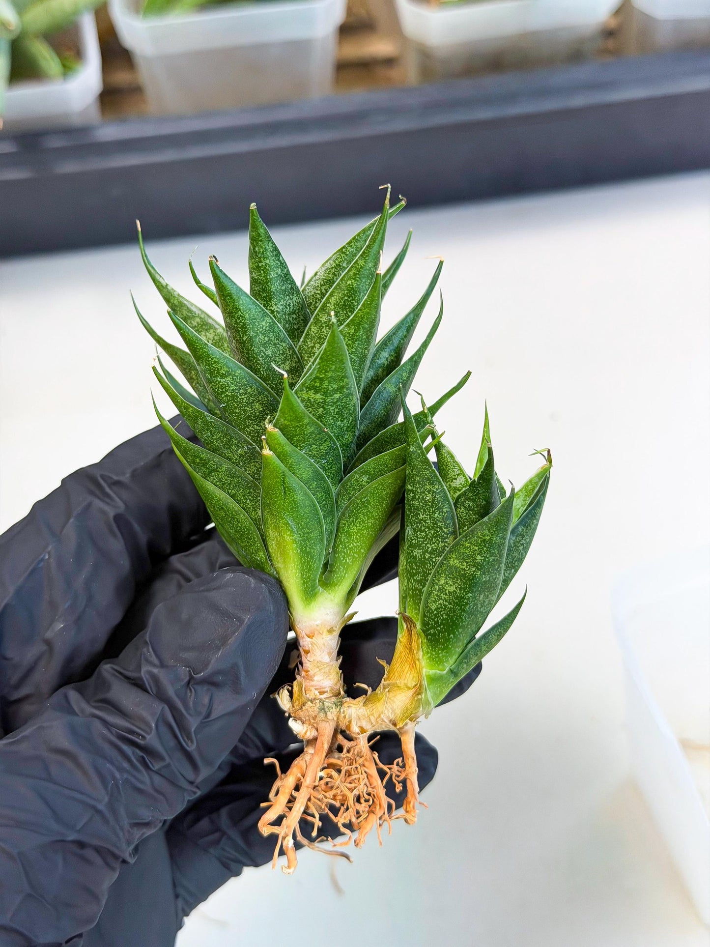Sansevieria Ryujin (ca5) (y) | Dwarf hybrid