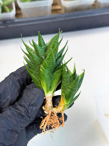 Sansevieria Ryujin (ca5) (y) | Dwarf hybrid