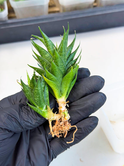 Sansevieria Ryujin (ca5) (y) | Dwarf hybrid