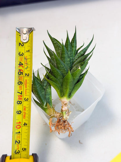 Sansevieria Ryujin (ca5) (y) | Dwarf hybrid
