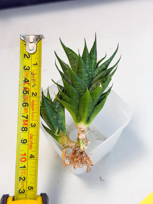 Sansevieria Ryujin (ca5) (y) | Dwarf hybrid