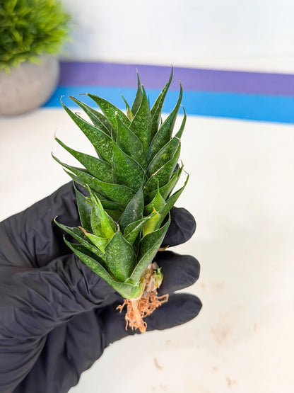 Sansevieria Ryujin (ca5) (y) | Dwarf hybrid