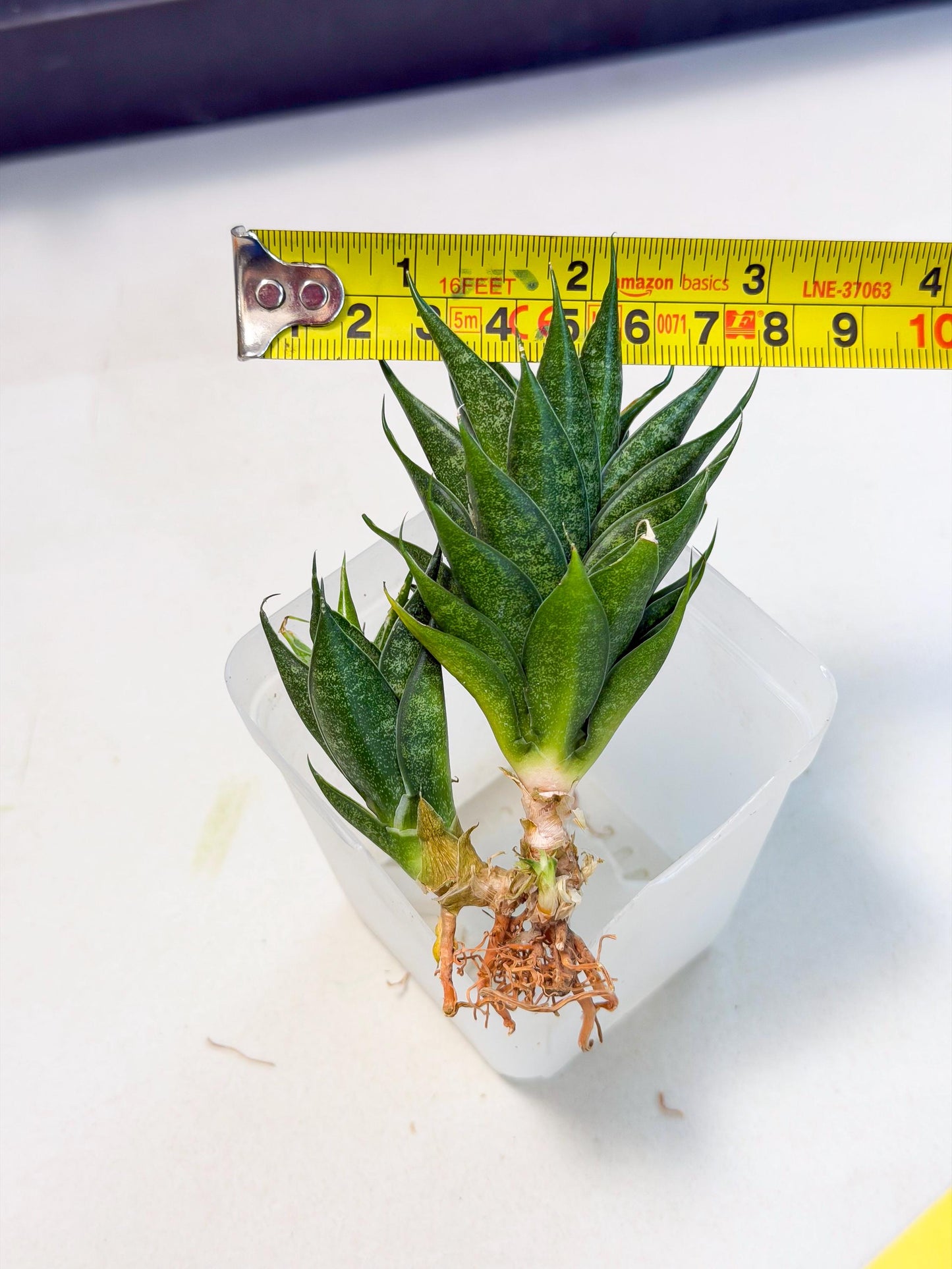 Sansevieria Ryujin (ca5) (y) | Dwarf hybrid