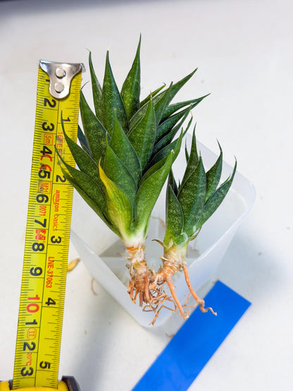 Sansevieria Ryujin (ca5) (b) | Dwarf hybrid