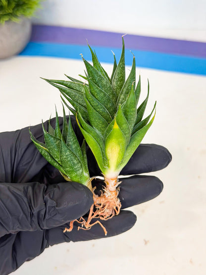 Sansevieria Ryujin (ca5) (b) | Dwarf hybrid