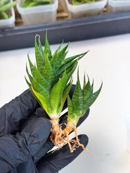 Sansevieria Ryujin (ca5) (b) | Dwarf hybrid