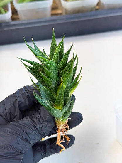 Sansevieria Ryujin (ca5) (b) | Dwarf hybrid