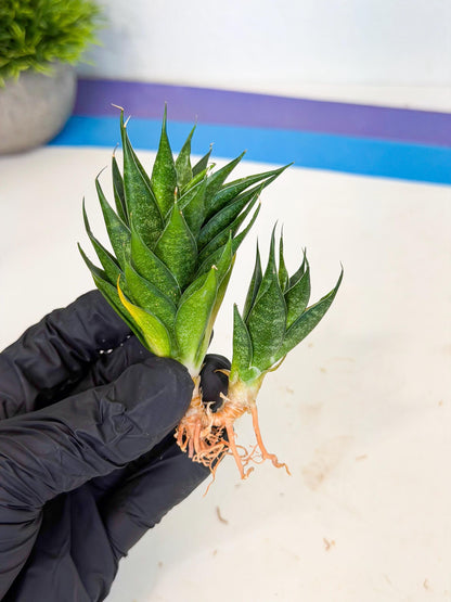 Sansevieria Ryujin (ca5) (b) | Dwarf hybrid