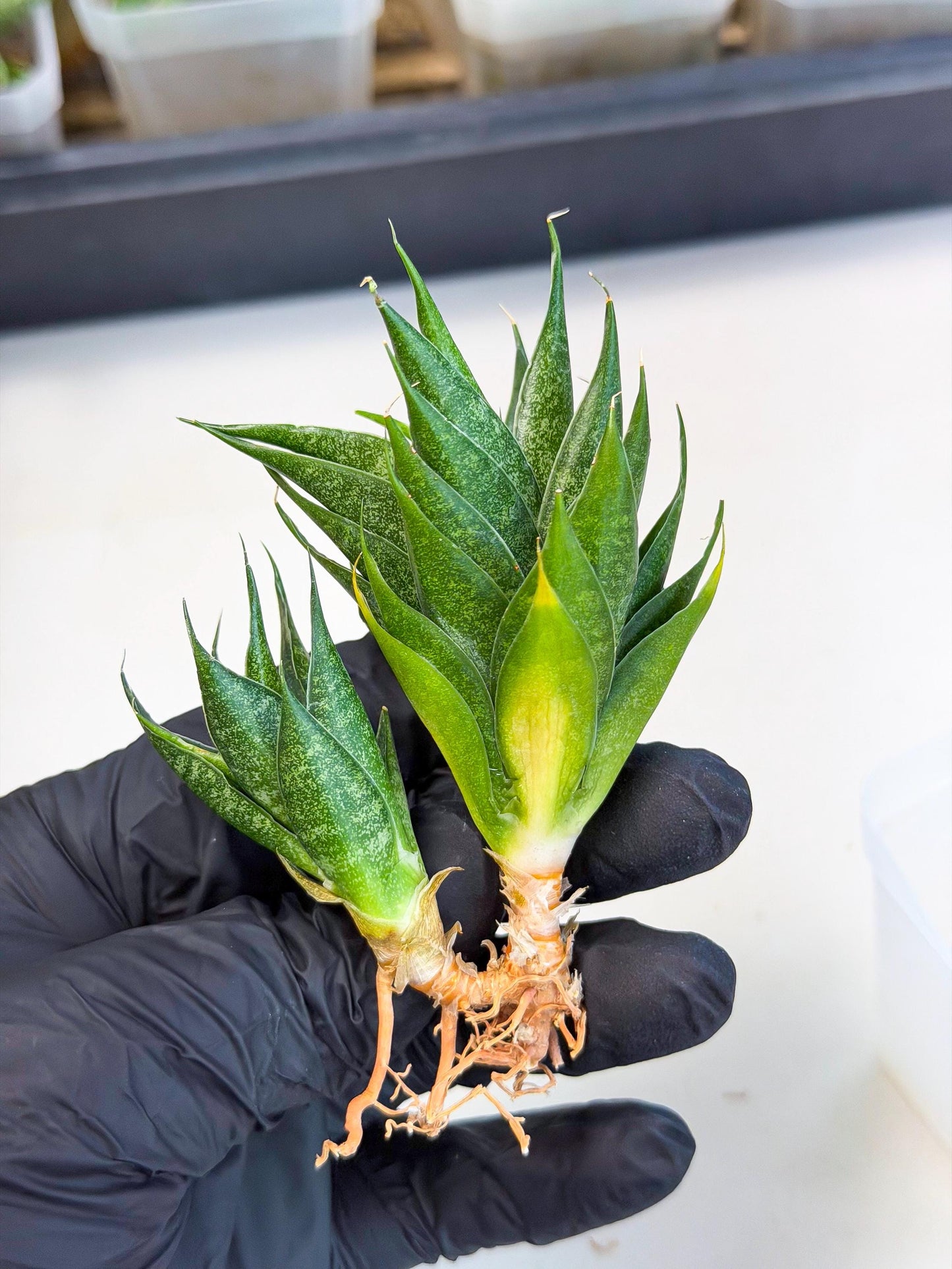 Sansevieria Ryujin (ca5) (b) | Dwarf hybrid
