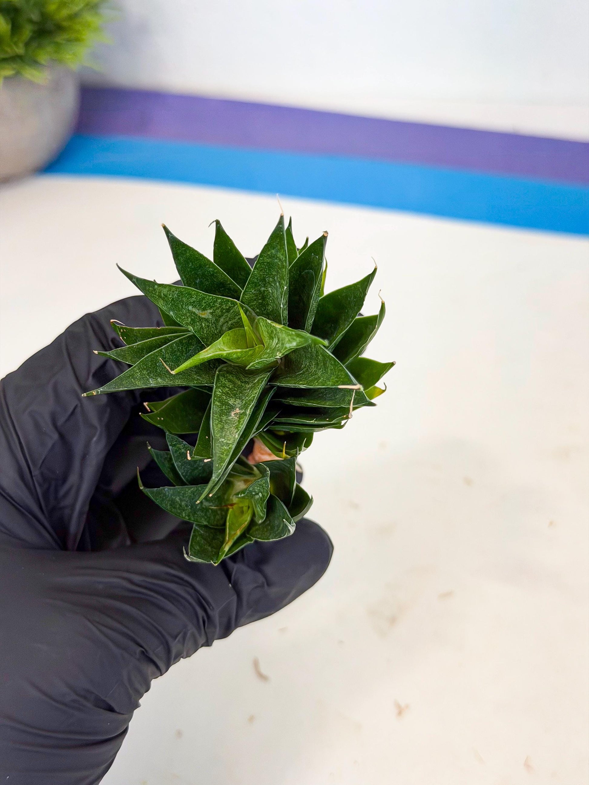 Sansevieria Ryujin (ca5) (b) | Dwarf hybrid