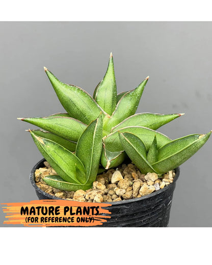 Sansevieria Ninja Turtle (ca5) (2) | Snake plant hybrid