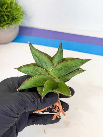 Sansevieria Ninja Turtle (ca5) (1) | Snake plant hybrid