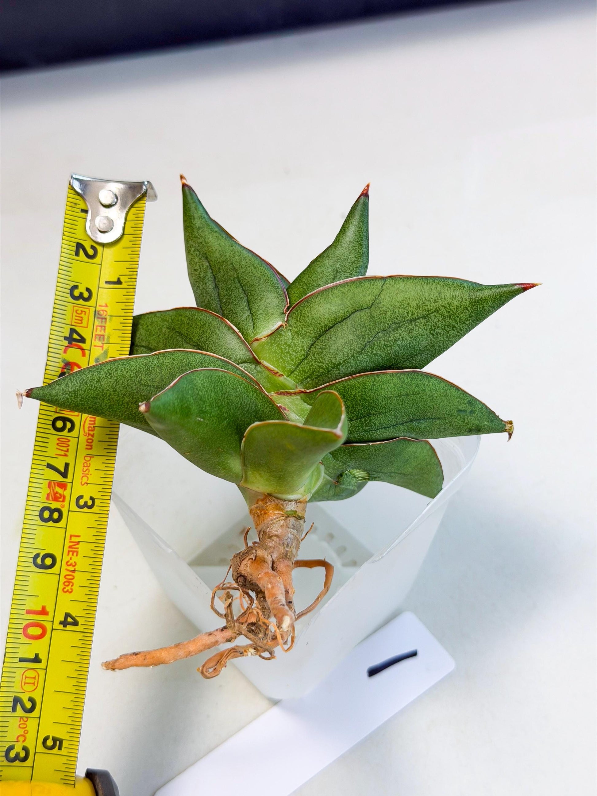 Sansevieria Ninja Turtle (ca5) (1) | Snake plant hybrid
