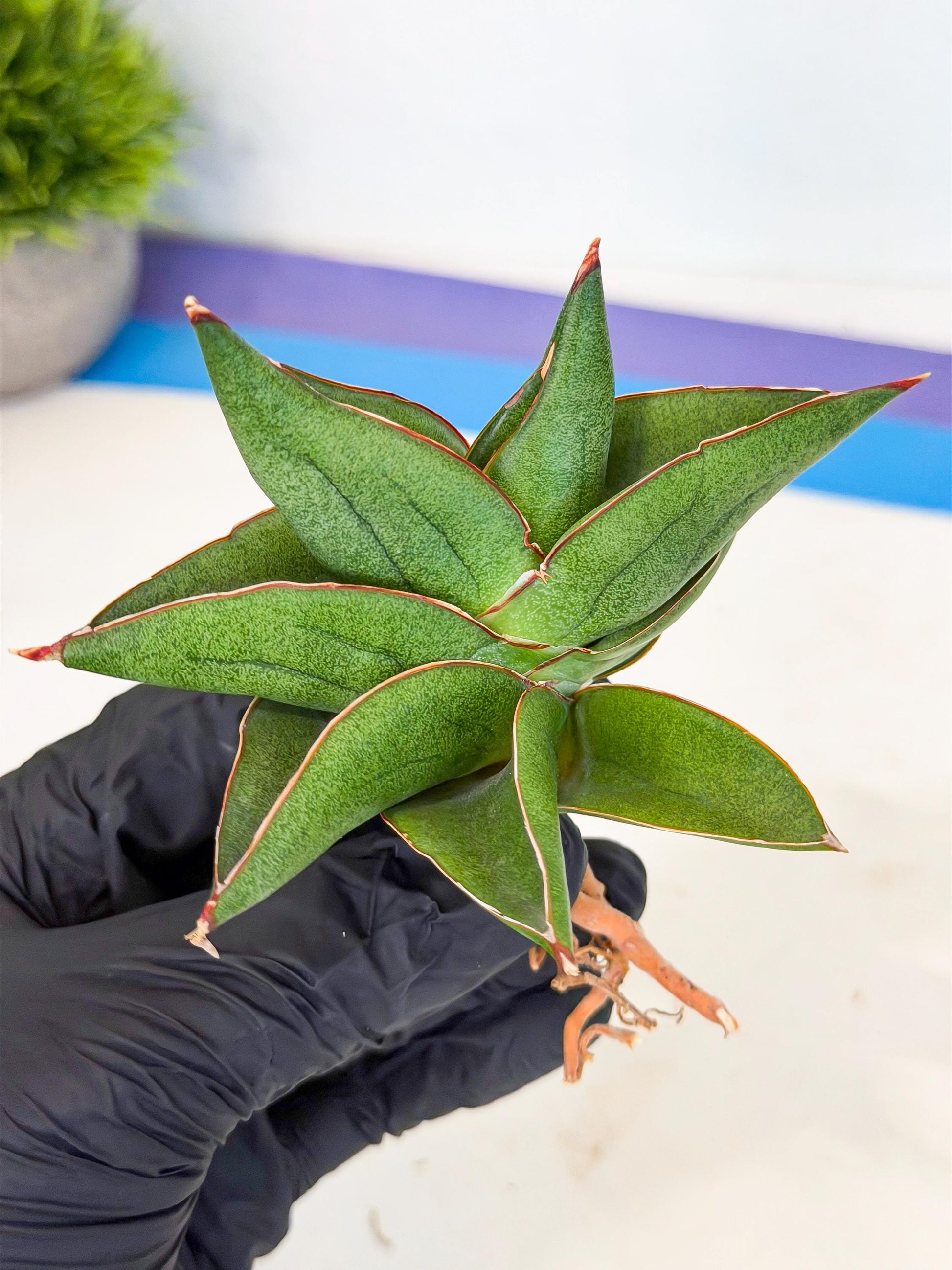 Sansevieria Ninja Turtle (ca5) (1) | Snake plant hybrid