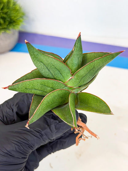 Sansevieria Ninja Turtle (ca5) (1) | Snake plant hybrid