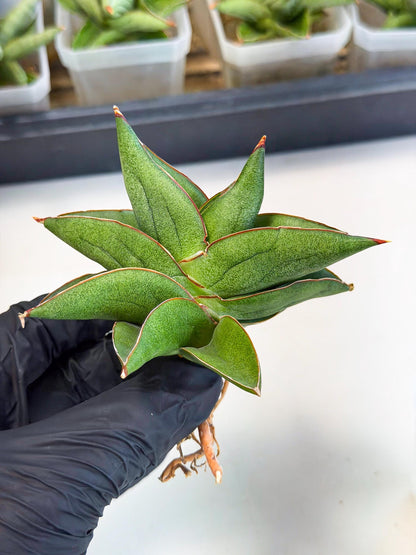 Sansevieria Ninja Turtle (ca5) (1) | Snake plant hybrid