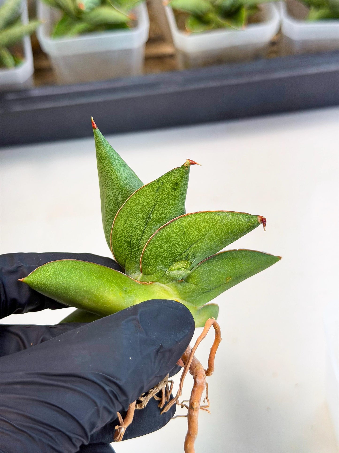 Sansevieria Ninja Turtle (ca5) (1) | Snake plant hybrid