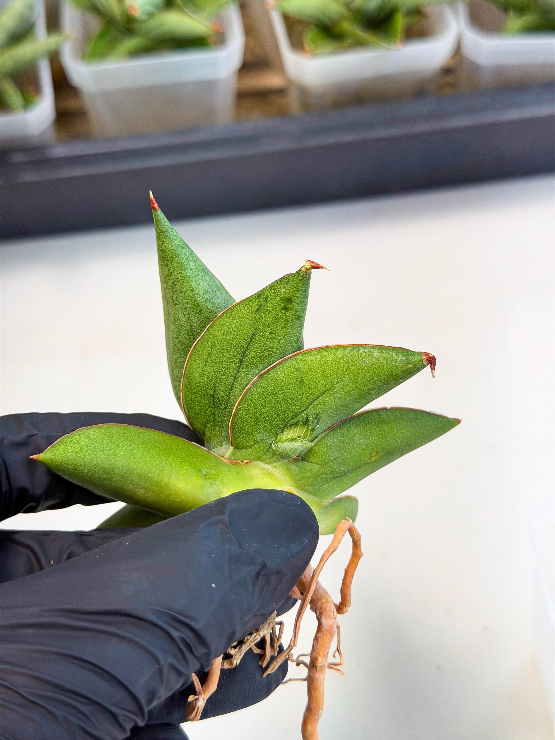 Sansevieria Ninja Turtle (ca5) (1) | Snake plant hybrid