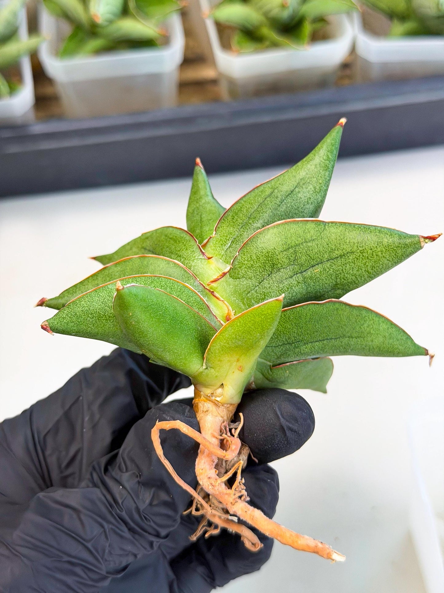 Sansevieria Ninja Turtle (ca5) (1) | Snake plant hybrid