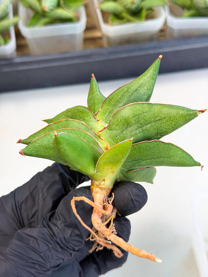 Sansevieria Ninja Turtle (ca5) (1) | Snake plant hybrid