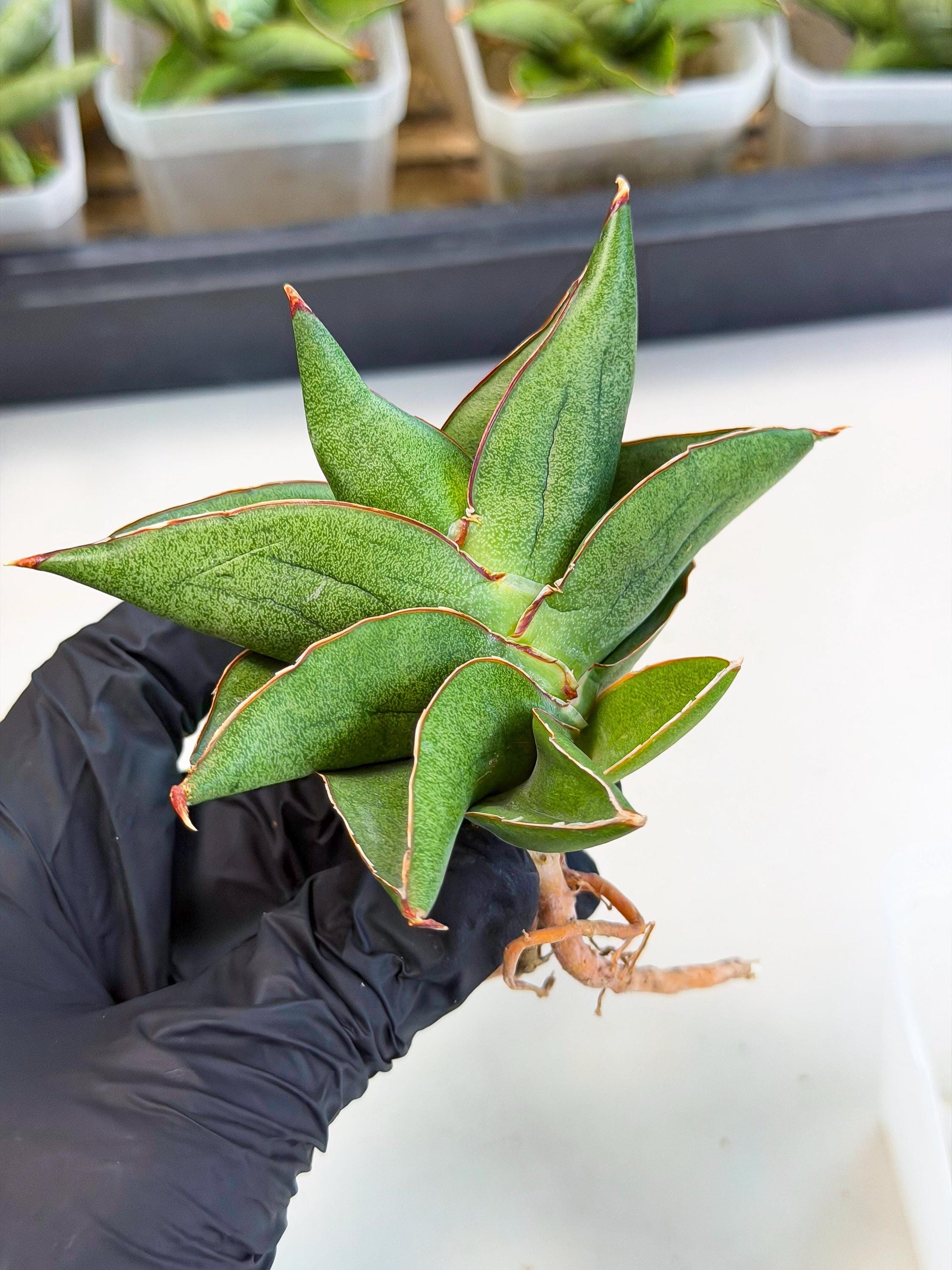 Sansevieria Ninja Turtle (ca5) (1) | Snake plant hybrid