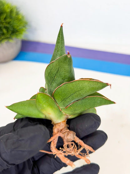 Sansevieria Ninja Turtle (ca5) (1) | Snake plant hybrid