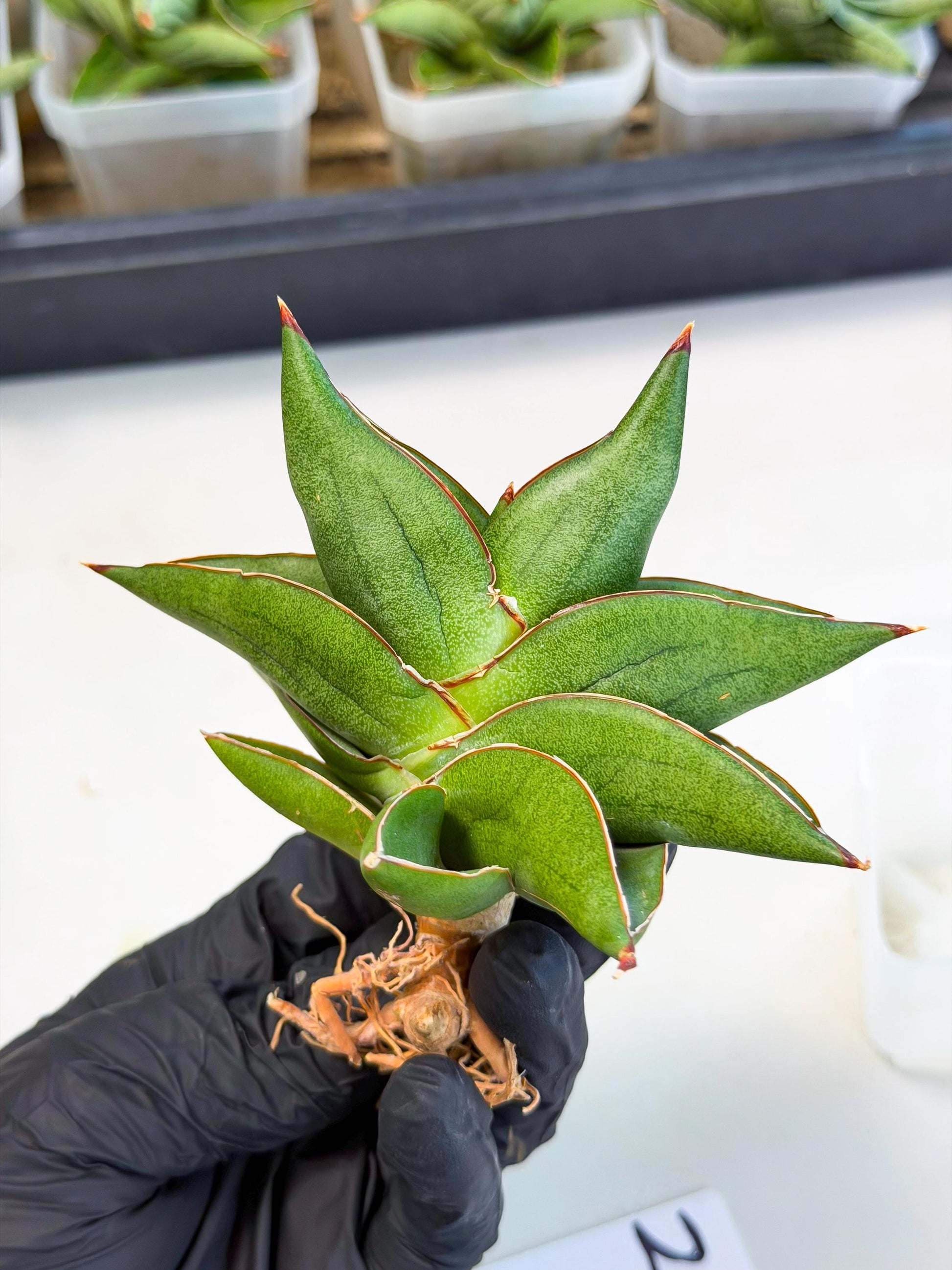Sansevieria Ninja Turtle (ca5) (2) | Snake plant hybrid