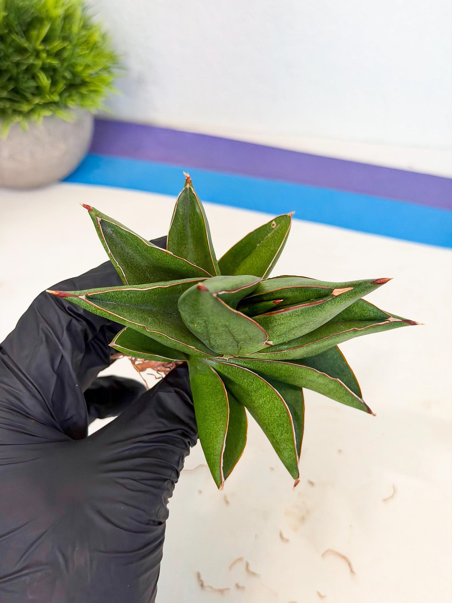 Sansevieria Ninja Turtle (ca5) (2) | Snake plant hybrid