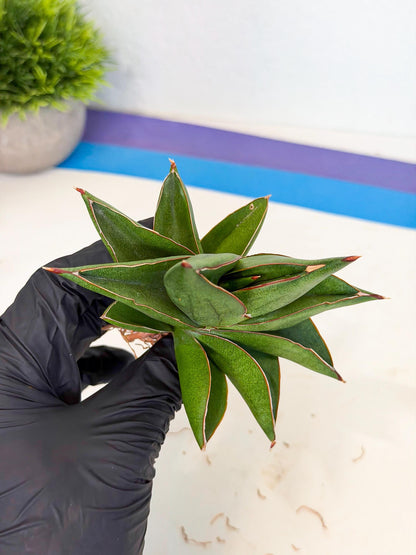 Sansevieria Ninja Turtle (ca5) (2) | Snake plant hybrid