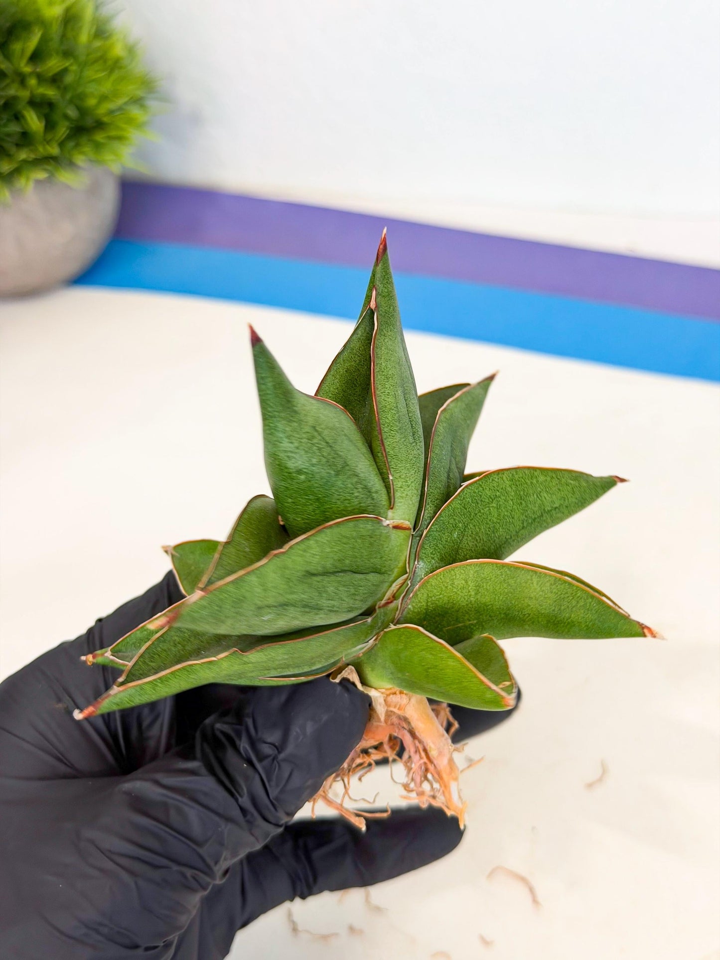 Sansevieria Ninja Turtle (ca5) (2) | Snake plant hybrid