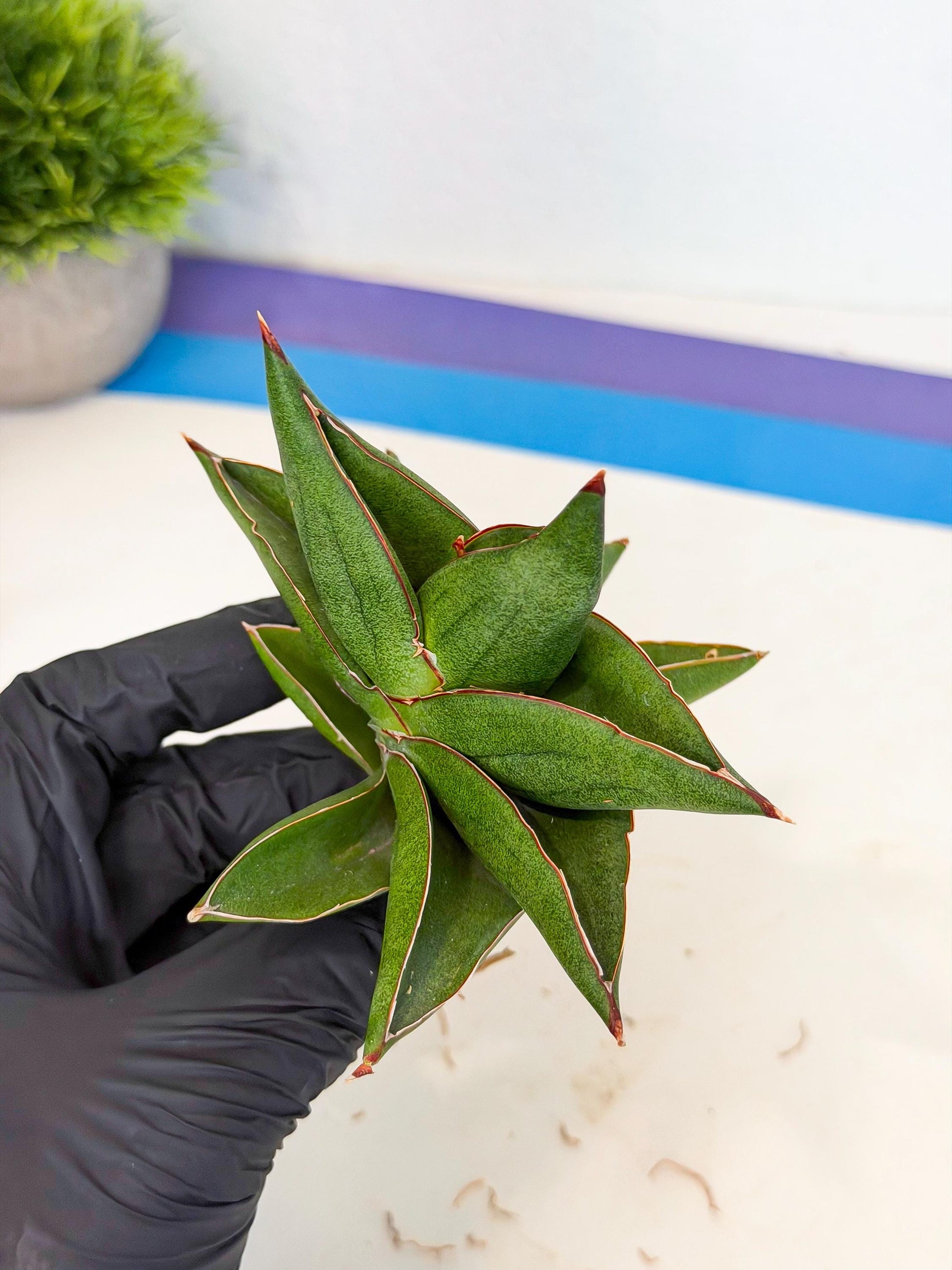 Sansevieria Ninja Turtle (ca5) (2) | Snake plant hybrid