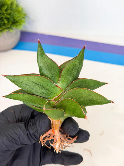 Sansevieria Ninja Turtle (ca5) (2) | Snake plant hybrid