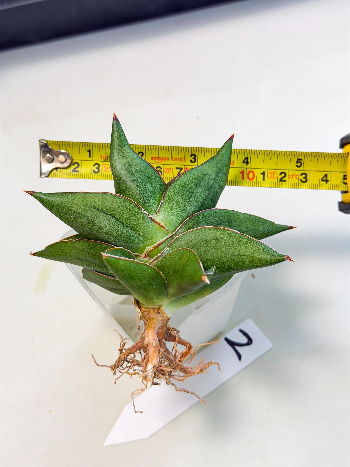 Sansevieria Ninja Turtle (ca5) (2) | Snake plant hybrid