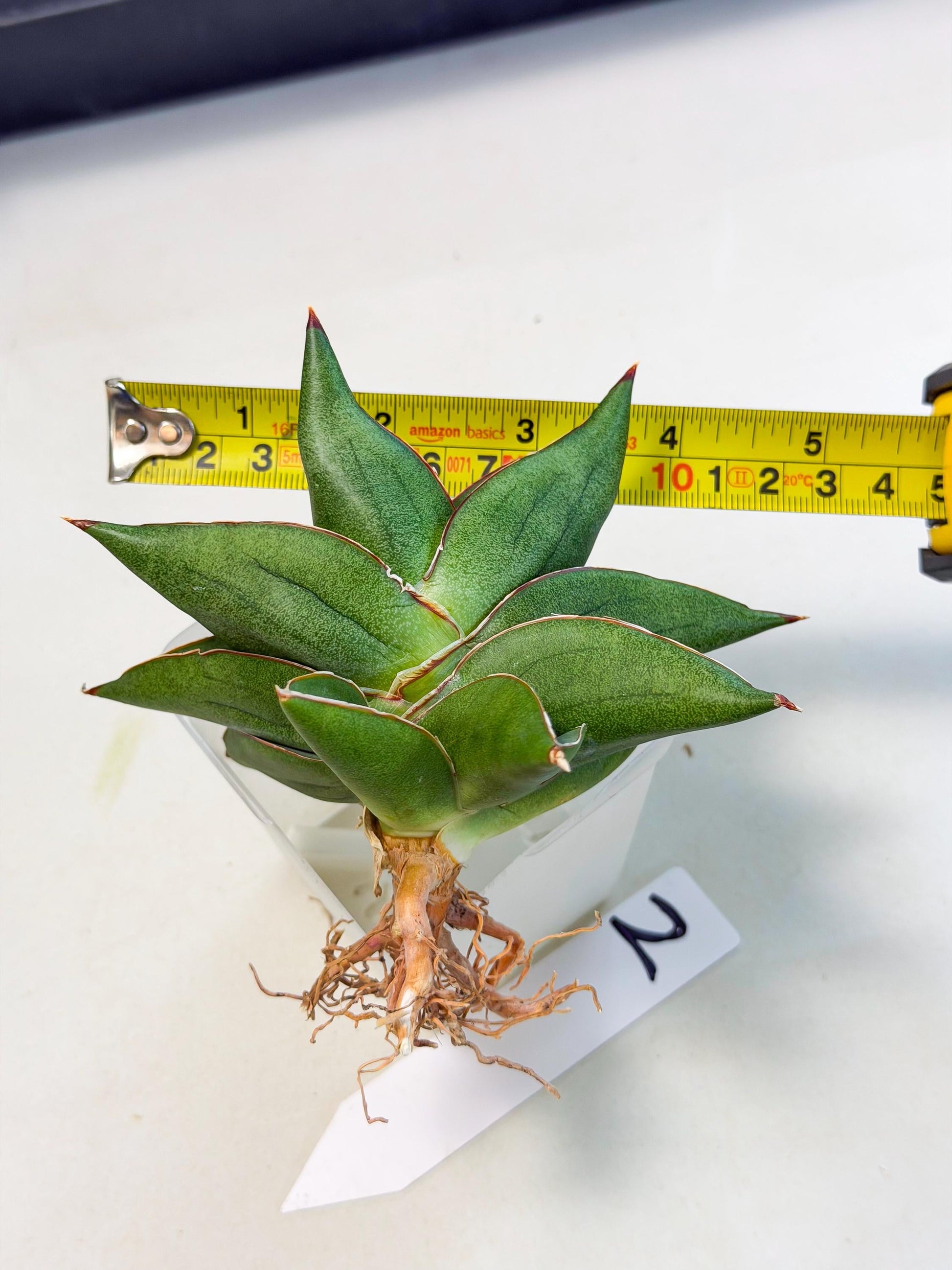 Sansevieria Ninja Turtle (ca5) (2) | Snake plant hybrid