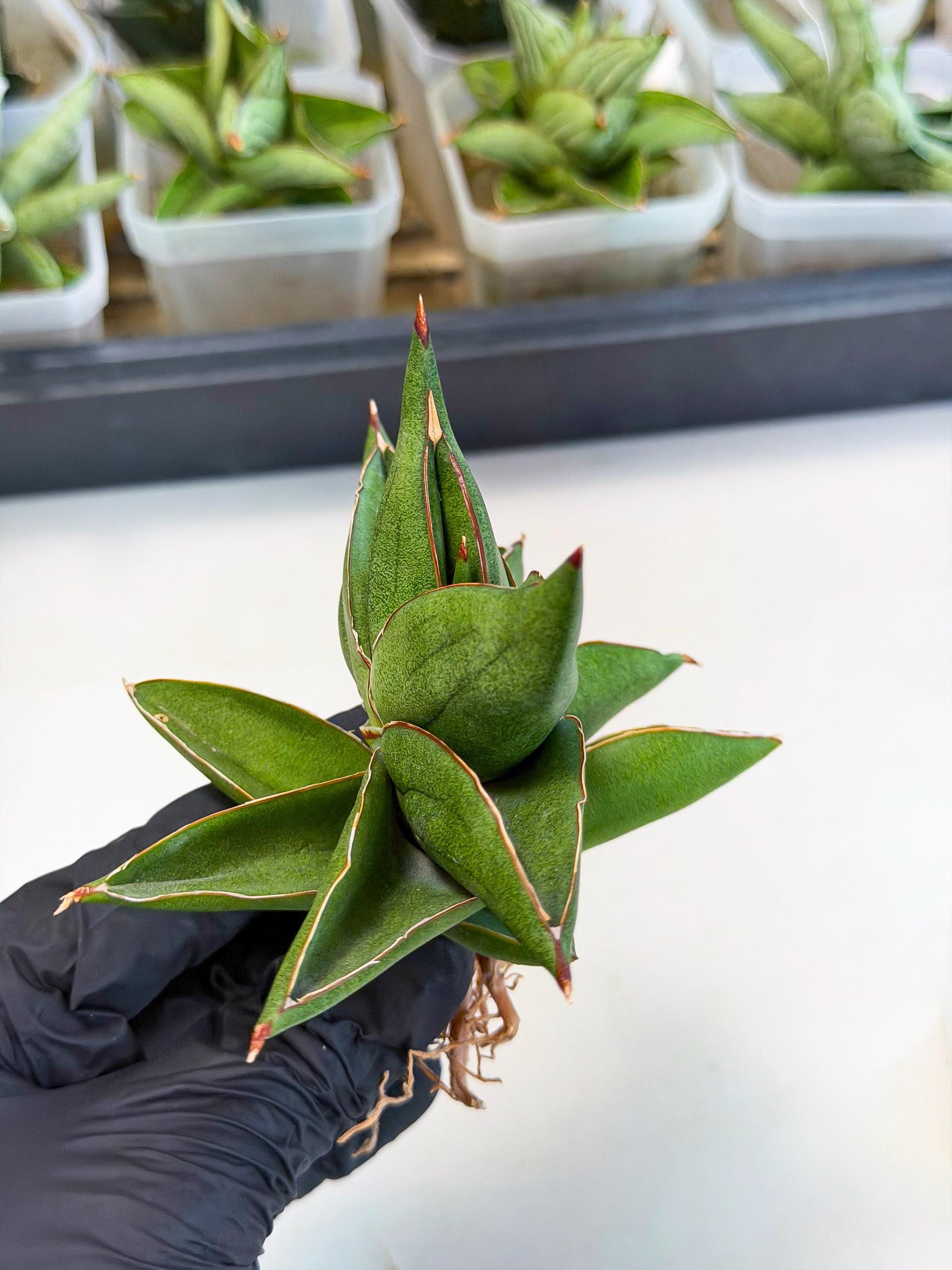 Sansevieria Ninja Turtle (ca5) (2) | Snake plant hybrid