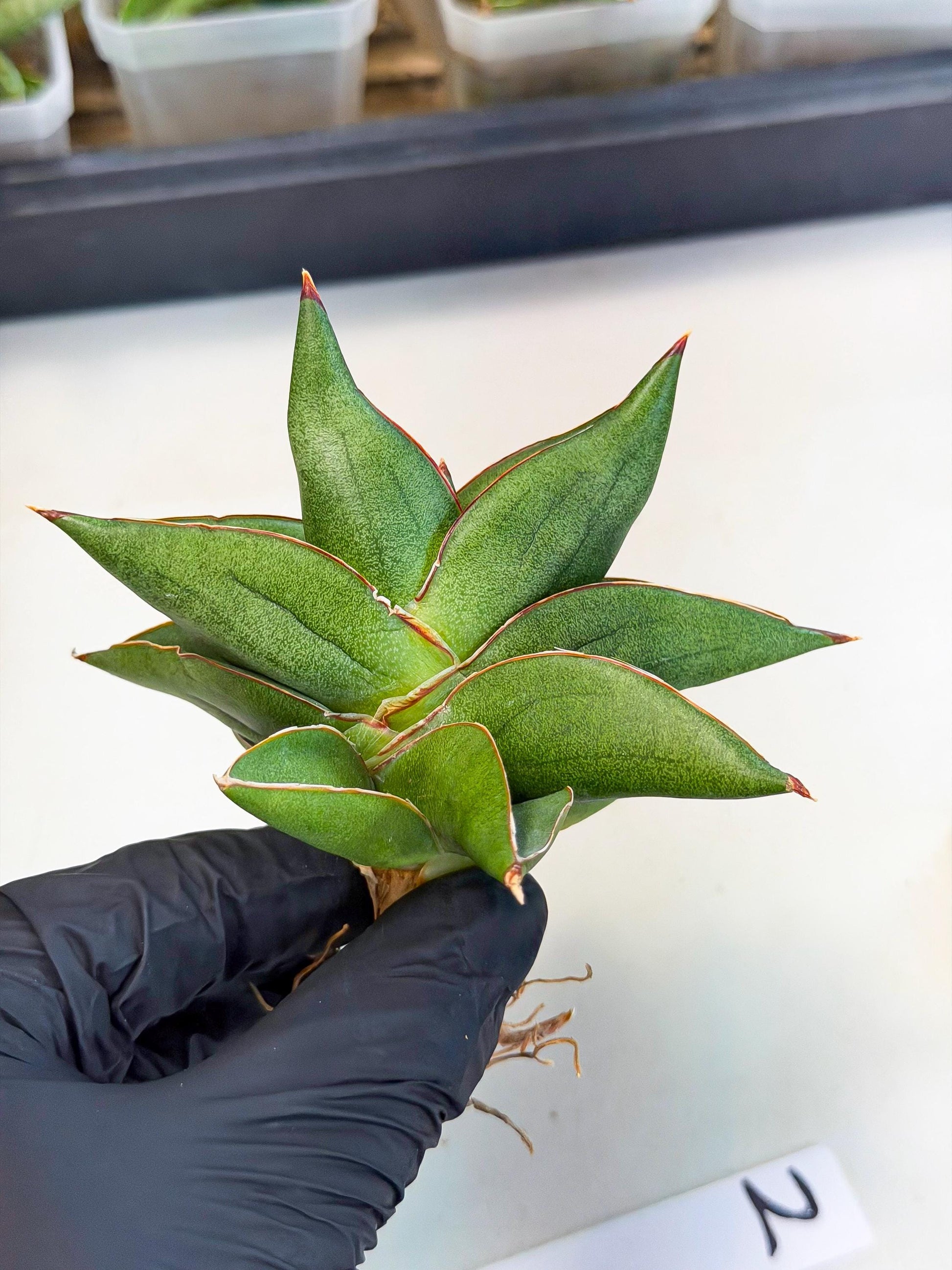 Sansevieria Ninja Turtle (ca5) (2) | Snake plant hybrid