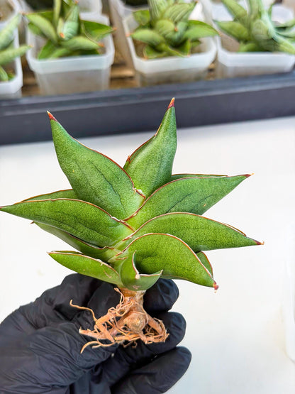 Sansevieria Ninja Turtle (ca5) (2) | Snake plant hybrid