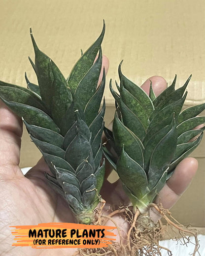 Sansevieria Black Ant (ca5) (6) | Dwarf Hybrid