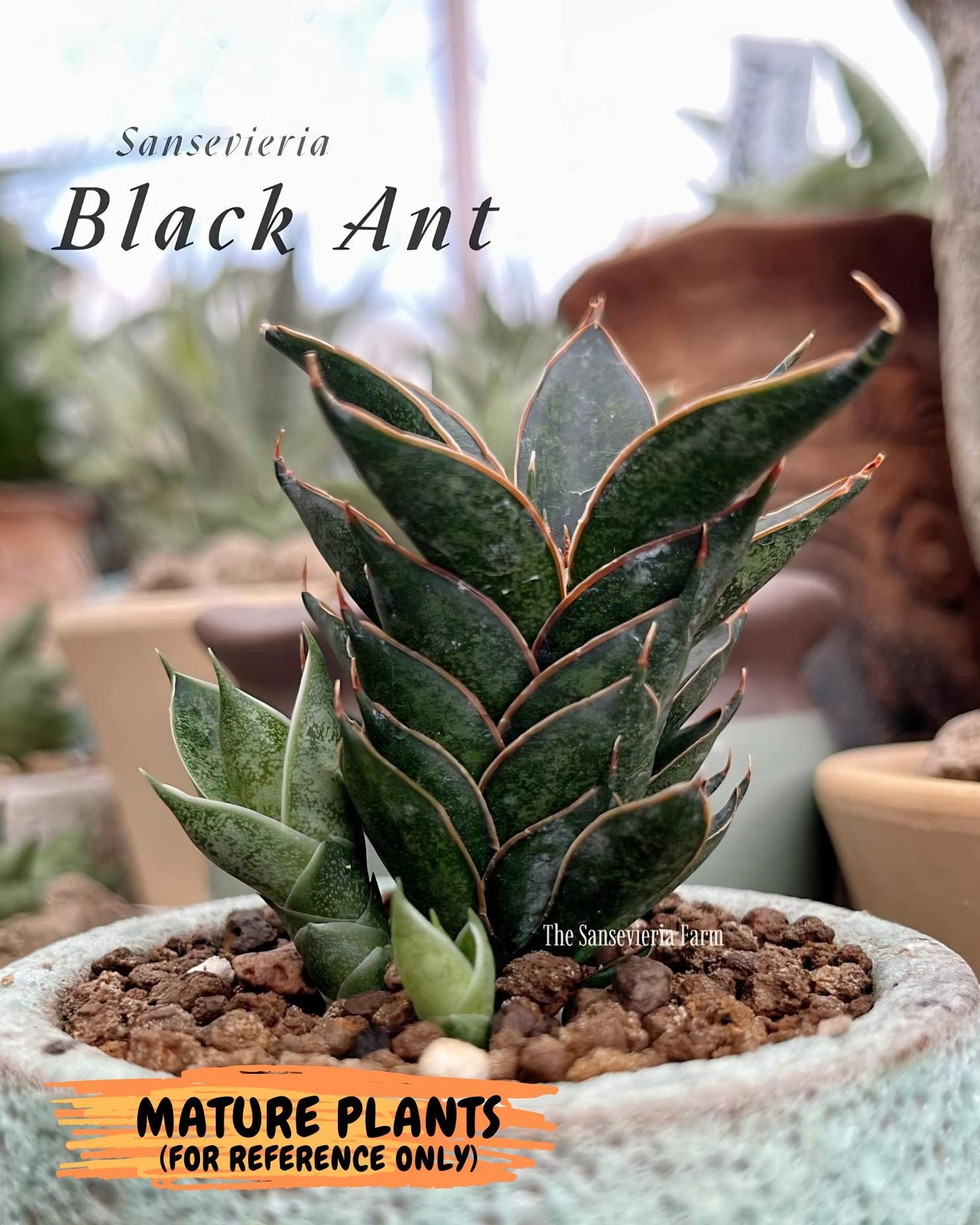 Sansevieria Black Ant (ca5) (4) | Dwarf Hybrid
