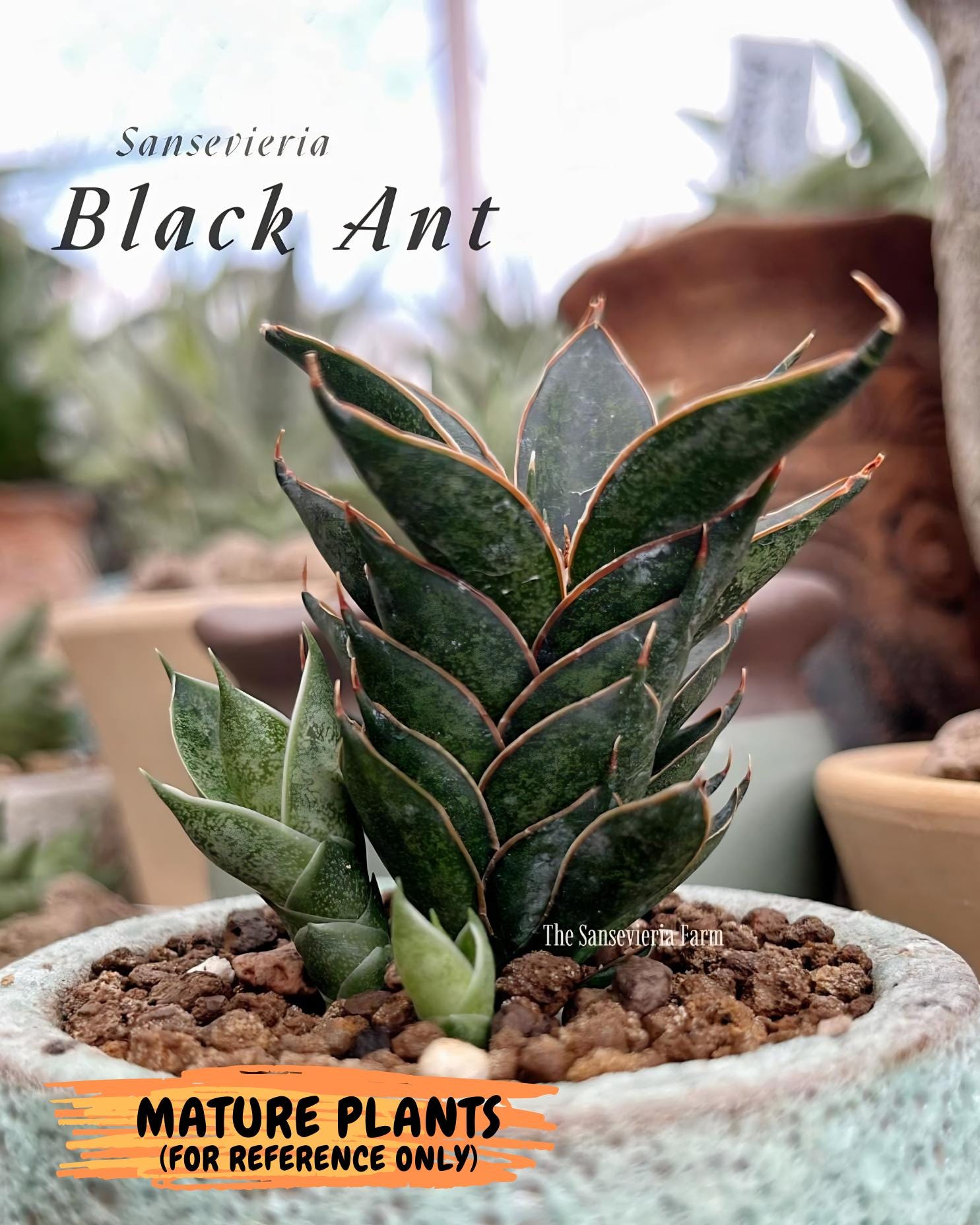 Sansevieria Black Ant (ca5) (4) | Dwarf Hybrid